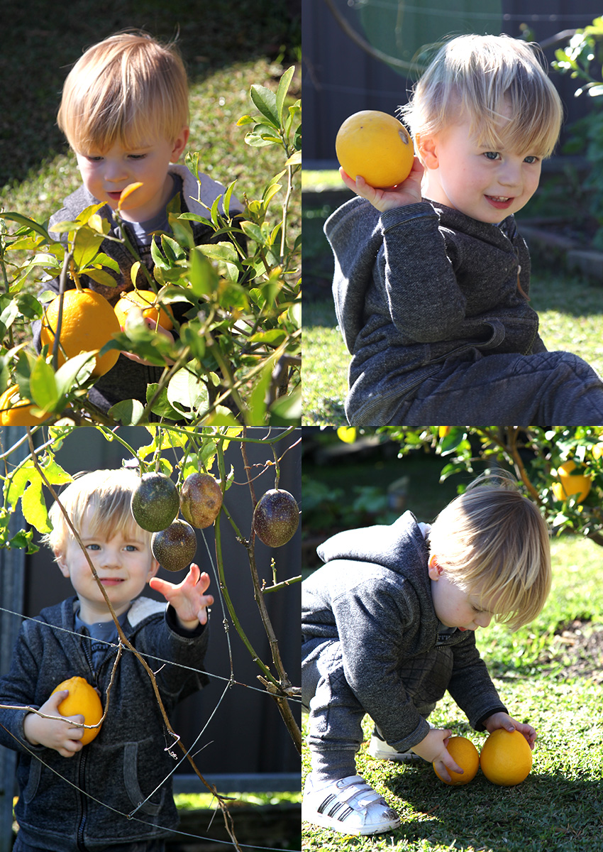 H picking lemons