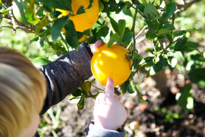 H picking lemons